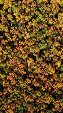 Sonbahar doğal arka planının güzel manzarasının yavaş çekim kamerası. Gündüz vakti ağaçların farklı renkte olduğu sık bir orman. Hava görüntüsü. Dikey video
