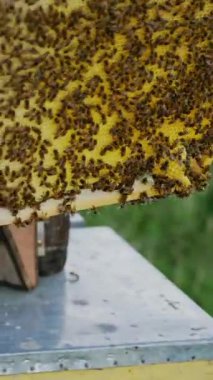 Arıcı, arıları arı kovanından alıp doğal yaz arkaplanına götürüyor. Apiarist arıların bal peteği çerçevesini inceliyor. Arıcılık konsepti. Dikey video