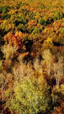 Farklı renklerdeki ağaçların tepesinde hareket eden insansız hava aracının yavaş hareketi. Parlak güneşli bir günde, sonbaharda ormanın kuş bakışı manzarası. Dikey video