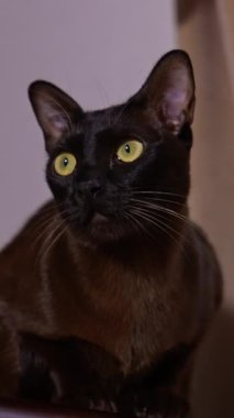 Sakin ve rahat kedi yavrusu merdivende oturuyor. Büyük gözlü kedi gözlerini yavaşça kameraya bakıyor. Düşük açı. Dikey video