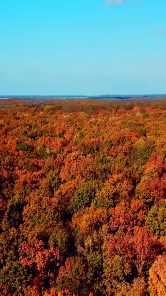 Naturalne Krajobrazy Pięknego Lasu Jesienią Pod Czystym Błękitnym Niebem Drone — Wideo stockowe