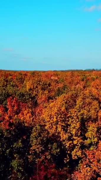 Vista Aérea Floresta Outono Vento Balançando Topo Das Árvores Livre — Vídeo de Stock