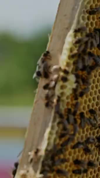 Handen Van Een Imker Die Een Honingkader Vol Bijen Vasthoudt — Stockvideo
