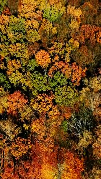 Беспилотник Выстрелил Воздушный Лес Высоким Углом Над Солнечным Красочным Осенним — стоковое видео