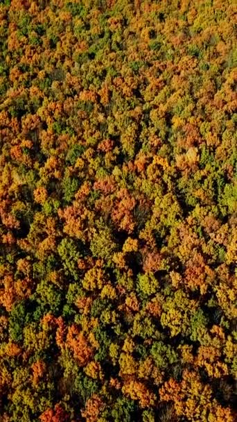 Vista Aérea Sobre Coloridos Árboles Otoñales Gran Bosque Cerca Del — Vídeo de stock