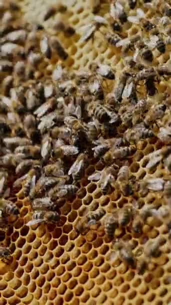 Pruhované Včely Plazí Broukají Plástech Zlatými Šestiúhelníky Plnými Zdravého Chutného — Stock video
