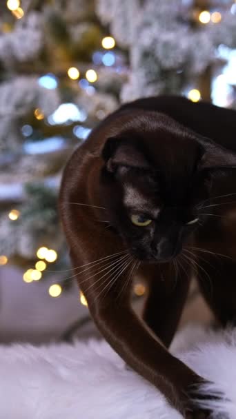 Domácí Mazlíček Kočka Zajímá Nadýchaný Koberec Lesklé Černé Zvíře Prohlížející — Stock video