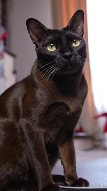 Precioso Gato Doméstico Negro Con Piel Brillante Sentado Delante Cámara — Vídeos de Stock