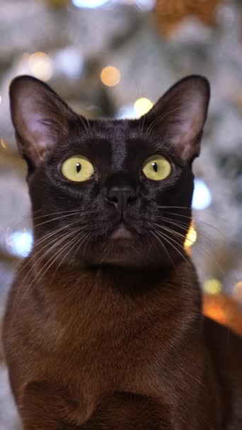 Gato Doméstico Negro Ojos Grandes Mira Luz Graciosa Mascota Felina — Vídeos de Stock