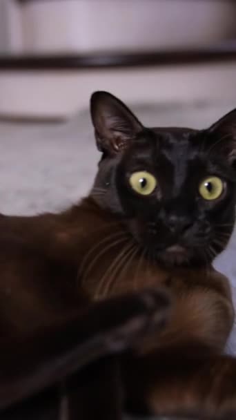 Miły Czarny Kot Krótkim Futrem Leżący Podłodze Plecami Kamery Kitty — Wideo stockowe
