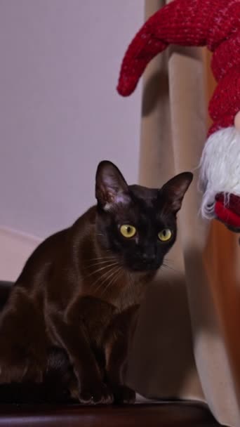 Krásná Černá Domácí Kočka Odpočívá Schodech Klidný Žlutooký Mazlíček Sedící — Stock video