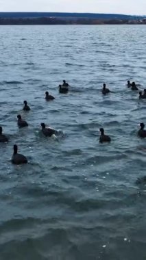 Su kuşları İHA 'dan kaçıyor. Korkmuş ördekler su yüzeyinden hızla geçiyorlar. Gri nehir, koyu deniz kenarına karşı. Dikey video