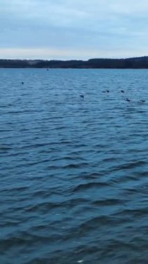 Küçük vahşi ördekler nehrin yüzeyinde alçaktan uçuyorlar. Endüstriyel santral ve yüksek voltaj arka plandaki bankada destekleniyor. Dikey video