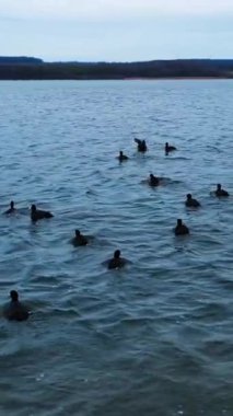Beyaz gagalı siyah ördekler sudan havalanır ve tekrar alçalır. İnsansız hava aracının onları vurmasından korkan kuşlar. Ağaç zeminli rıhtım. Dikey video
