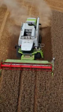 Tarlada at süren ve buğday kesen modern hasatçı. Çok az leylek biçilmiş tarladan geçerek yiyecek arıyor. Dikey video