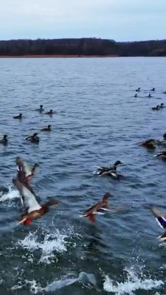 マラード アヒルは湖で泳いでいる 野生の鳥はすぐに空中に飛び出した 背景にあるウォーターフロントの暗い森 バーティカルビデオ — ストック動画