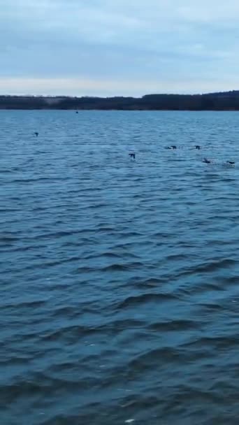 Pequeños Patos Salvajes Volando Muy Bajo Sobre Superficie Del Río — Vídeo de stock