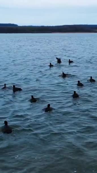 Černé Kachny Bílými Zobáky Vzlétnou Vody Pak Opět Sestoupí Vyděšení — Stock video