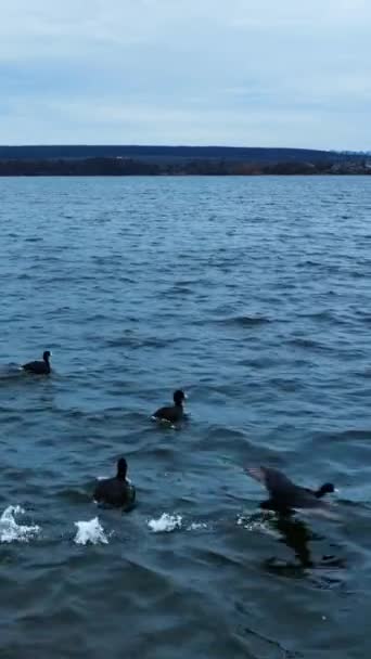 野生のアヒルの群れが水面を横切っている 黒鳥は自然の生息地にいる 暗い水面の背景と地平線の森 バーティカルビデオ — ストック動画