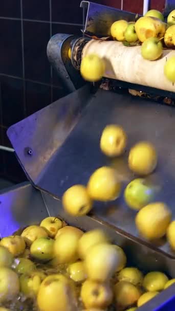 Taşıyıcı Bant Kirli Elmaları Temizlemek Için Suyla Dolu Bir Tanka — Stok video