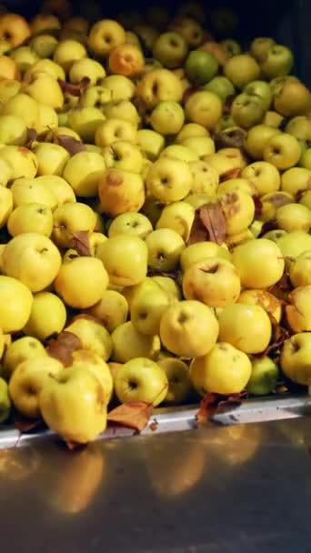 Maçãs Amarelas Maduras Carregadas Uma Caixa Frutas Não Lavadas Juntamente — Vídeo de Stock