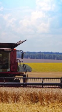 Tarlada çalışan bir hasat makinesinin ön görüntüsü. Modern endüstriyel makineler mavi gökyüzünün altındaki altın arka planda olgun buğday topluyor. Dikey video