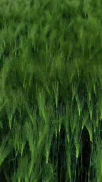 Растущие Сельскохозяйственные Растения Фон Зеленые Шипы Раскачиваются Ветру Свежая Зеленая — стоковое видео