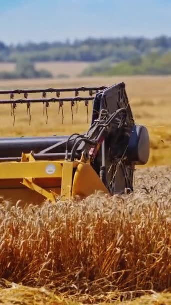 用农业机械收割小麦 联合收割机的刀具 轮转切割小麦穗 垂直录像 — 图库视频影像
