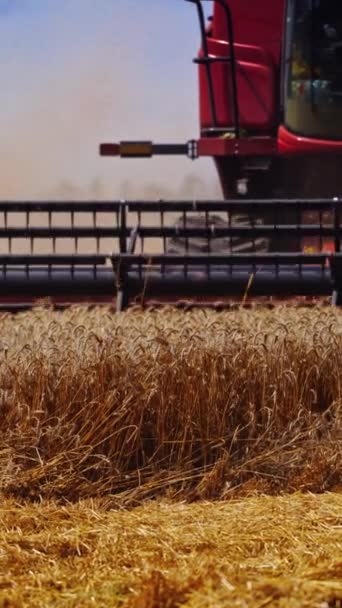 Частина Комбайна Сухому Полі Процес Розрізання Стиглих Колосків Пшениці Сільськогосподарських — стокове відео