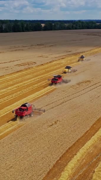Hasat Makineleriyle Sarı Tarlanın Güzel Manzarası Birçok Tarım Ekinleri Tarlada — Stok video