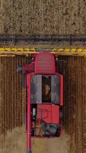Combine Cosechadora Moviéndose Campo Amarillo Máquina Agrícola Roja Está Recogiendo — Vídeos de Stock