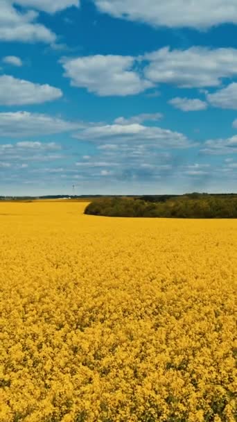 Peisaj Natural Minunat Câmpul Galben Înflorește Sub Cerul Albastru Nori — Videoclip de stoc