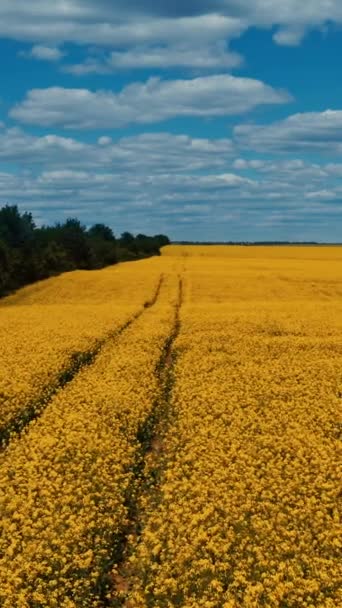 青空の下に美しい黄色いフィールド 大規模な強姦フィールド 農業風景について 空からの眺め カメラを右に動かします バーティカルビデオ — ストック動画