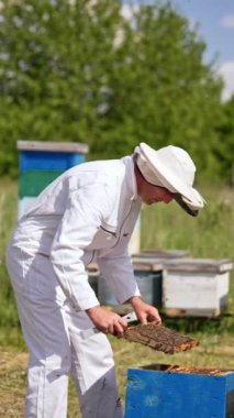 Apiarist kovandan arılarla kaplı çerçeveyi çıkarıyor. Özel takım elbiseli adam arı çiftliğiyle ilgilenir. Bulanık doğa arkaplanı. Dikey video