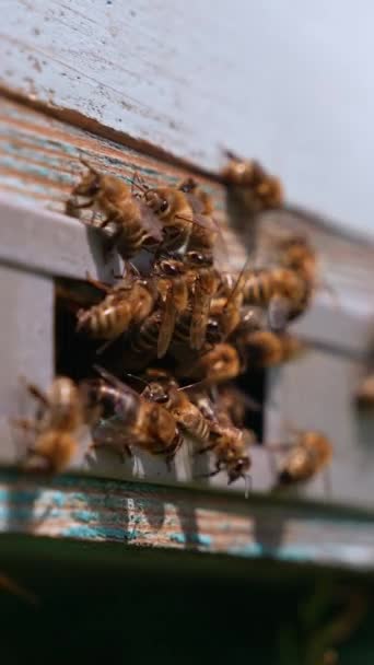 工蜂拥挤在木制蜂窝的入口槽中 蜜蜂充满了花粉回到他们的家 靠近点模糊的背景 垂直录像 — 图库视频影像