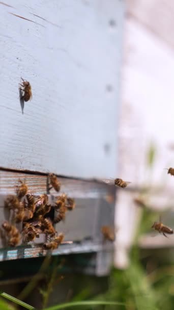 蜂は蜂の巣の入り口の近くで群がっている 蜂蜜の昆虫は蜂蜜に戻った クローズアップ ブレイクドロップ バーティカルビデオ — ストック動画