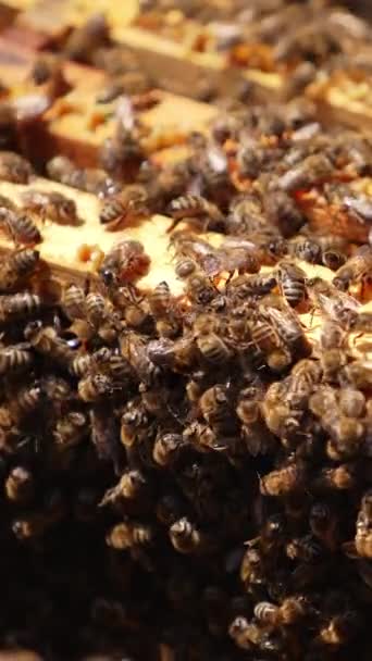 Arı Kovanındaki Bal Çerçevelerinin Üzerinde Arı Yavruları Arılar Açık Arı — Stok video