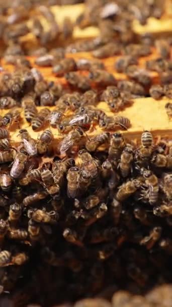 巣の中の木枠を覆っている大きな蜂の家族 晴れた日に蜂蜜の昆虫でいっぱいのハチミツをオープンしました クローズアップ バーティカルビデオ — ストック動画