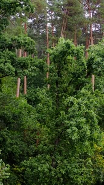 Bosque Maravilloso Verano Altos Pinos Verdes Bosque Hermosa Naturaleza Árboles — Vídeos de Stock