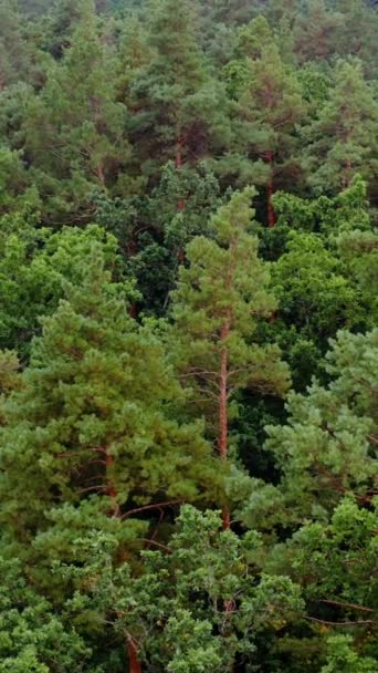 Зелені Пейзажі Ліс Влітку Фон Соснових Дерев Літає Над Вершинами — стокове відео