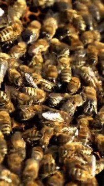 Parlak bir günde bal peteğiyle çalışan böceklerle dolu bir çerçeve. Meşgul arılar vızıldıyor ve akın ediyor. Arı konseptinin makro görüntüsü Dikey video