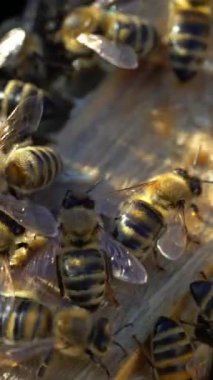 Güneşli bir günde birkaç arı kovanının içinde kanat çırpar. Arılar sürünerek polenleri sağlıklı bir balmumuna dönüştürür. Makro dikey video çekti