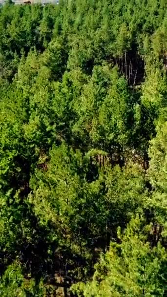 Repülés Egy Erdő Park Fenyőfák Sok Színes Tetők Tavasszal Fenyőerdő — Stock videók