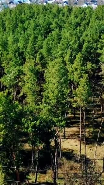 Bella Vista Della Foresta Verde Con Alberi Pino Vicino Luogo — Video Stock