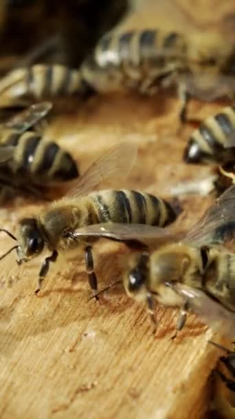 Prachtige Bijen Werken Korf Kruipen Frames Met Kammen Zon Drukke — Stockvideo