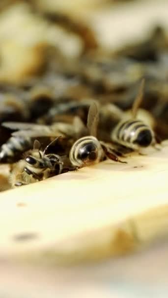 Honinginsecten Kruipen Top Van Kaders Een Bijenkorf Een Warme Zonnige — Stockvideo