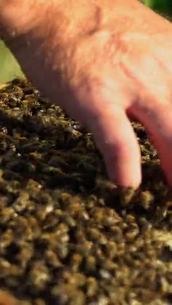 Het Blote Handvat Van Man Met Veel Bijen Wat Zijn — Stockvideo