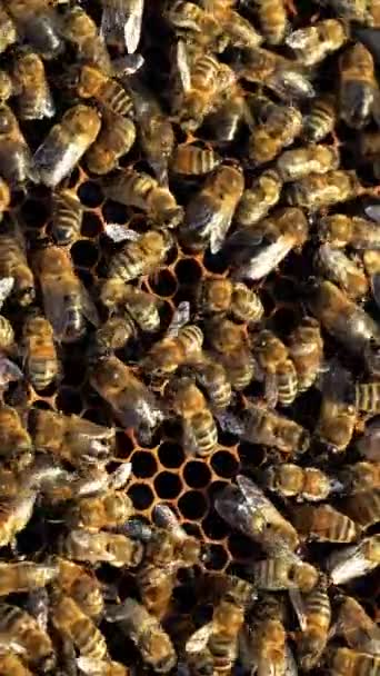 忙着工作的蜜蜂喂蜂窝 保养蜂窝 许多蜜蜂聚集在一起 聚集在水面上 特写垂直录像 — 图库视频影像