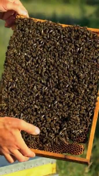 Včelař Létě Prohlíží Rámeček Medovými Plásty Včely Plazí Rámu Hřebeny — Stock video