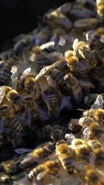 Veel Honingbijen Kruipen Top Van Frames Met Bijen Zon Drukke — Stockvideo